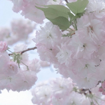 三沙福瑞交流群